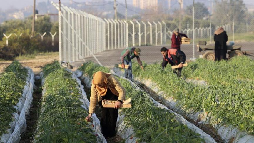 Agricultoras y agricultores palestinos recogiendo fresas cerca del cruce de Erez en Beit Hanun, en el norte de la Franja de Gaza, febrero de 2022.- MOHAMMED ABED / AFP